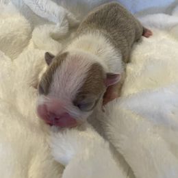 Girl 1 - Boston Terrier puppy in George West, Texas from Duke of Earl’s Boston Terriers