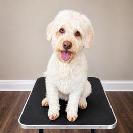 Ahsoka - Australian Labradoodle