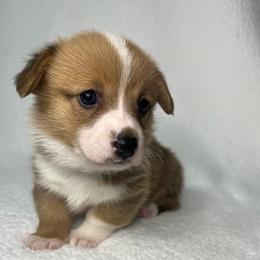 Cooper - Red male Pembroke Welsh Corgi puppy in Ocala, Florida from Osborne Corgis