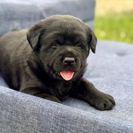 Magic - Black male Labrador Retriever puppy in Baldwin City, Kansas from Hedge Lane Labradors