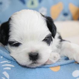 Louie - Black and white male Shichon puppy in Pennsylvania from Manor Hills Shih Tzus