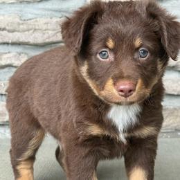 Vegas - Red tri male Miniature Australian Shepherd puppy in Cunningham, Tennessee from Copper Creek Aussies