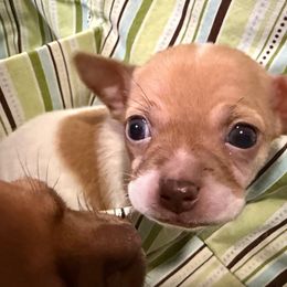 Red White Male - Red and white male Chihuahua puppy in Sherwood, Arkansas from Bartelt Breeders