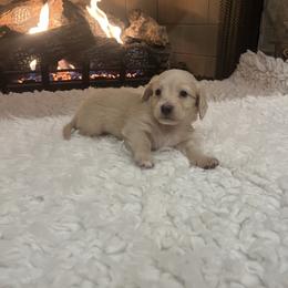 Bear - Cream male Dachshund puppy in Council Hill, Oklahoma from Rocky Springs Ranch