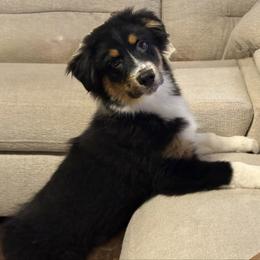 BTM Yo-Yo - Black tri-color male Australian Shepherd puppy in Shelby, Alabama from Legacy Farms