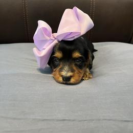Light purple - Tri-color female Bernedoodle puppy in Casper, Wyoming from 307 Doodles