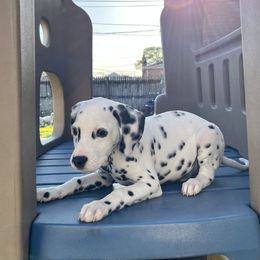 Dalmatian Puppies from Crystal Gonzalez