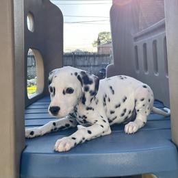 Dalmatian Puppies from Crystal Gonzalez