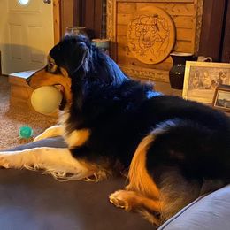 Australian Shepherd All Grown Up from Robin Mcneill