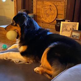 Australian Shepherd All Grown Up from Robin Mcneill