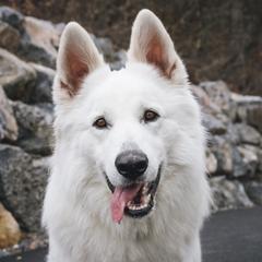 Kylo - Berger Blanc Suisse