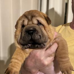 Girl 2 - Red female Chinese Shar-Pei puppy in Phoenix, Arizona from Center Stage Shar-pei