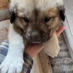 Girl 2 - Fawn female Anatolian Shepherd Dog puppy in Clifton, Illinois from Mcginnis Guardian Dogs