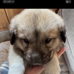 Girl 2 - Fawn female Anatolian Shepherd Dog puppy in Clifton, Illinois from Mcginnis Guardian Dogs