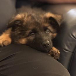 German Shepherd Puppies from Ewig Krieger Kennels