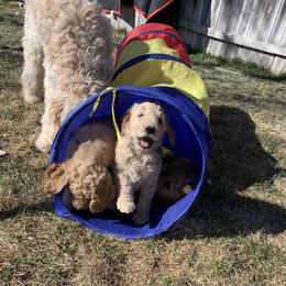 Goldendoodle Puppies from Goldendoodle Baby