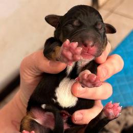 Male 3 - Black male Catahoula Leopard Dog puppy in Crestview, Florida from C4 Kennels of FL & AL