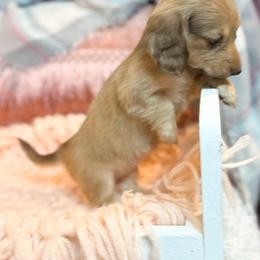 Minnie - Cream female Dachshund puppy in Decatur, Mississippi from KP Dachshunds