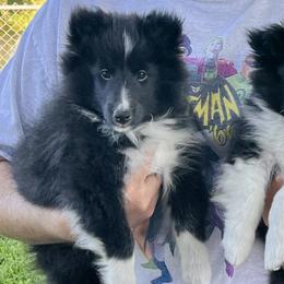 Artemis - Blue merle and white male Shetland Sheepdog puppy in Davie, Florida from Enclave