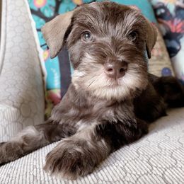 Miniature Schnauzer Puppies from Los Angeles Miniature Schnauzers