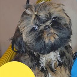 Luna Lovegood - Gold female Shih Tzu puppy in Riverside, California from Raincross Shih Tzu
