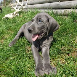 Weimaraner Puppies from Miller's Weimaraners