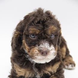 Assorted Doodle Crosses, Bernedoodle, Double Doodle, Goldendoodle, Labradoodle, and Whoodle Puppies from Our Little Farm Life Doodles