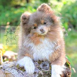 Cadence - Pomeranian