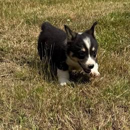 Colt - Black and tan male Pembroke Welsh Corgi puppy in Aberdeen, Washington from Coastal country Farms
