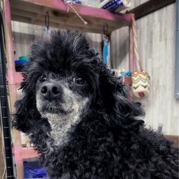 Dre - Phantom male Poodle puppy in Niota, Tennessee from Furbaby Blessing AKC Toy Poodles