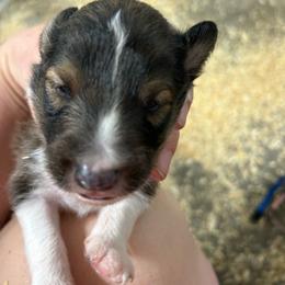 Green - White and sable male Shetland Sheepdog puppy in Fontanelle, Iowa from Jensen Farms Shelties