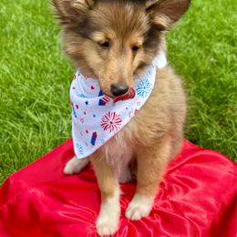 Amaretto - Sable & white male Toy Shetland Sheepdog puppy in Indianapolis, Indiana from Skoshie’s Shelties