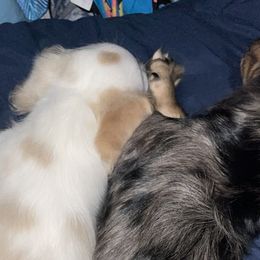 Dachshunds from Doxie Bunch