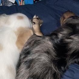 Dachshunds from Doxie Bunch