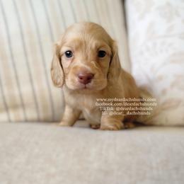 Rhaegar - Cream male Dachshund puppy in Cape Coral, Florida from Dear Dachshunds