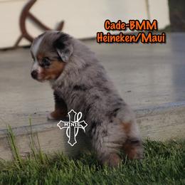 Cade - Blue merle male Miniature American Shepherd puppy in Elgin, Oregon from Cross L Miniature American Shepherds