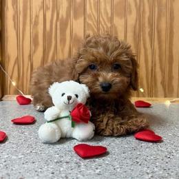 Cinnamon - Red female Maltipoo puppy in Lancaster, Kentucky from Dream Paws Puppies, LLC
