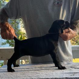 Lilac Collar - Black female Cane Corso puppy in Paris, Texas from Knucklehead Cane Corso