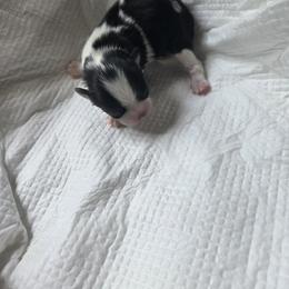 Japanese Chin Puppies from Chincredible Puppies