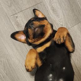 Cane Corso and Rottweiler Puppies from Hildegarde Kennels