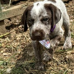 Temperance - German Shorthaired Pointer puppy from GSP Pointer Family
