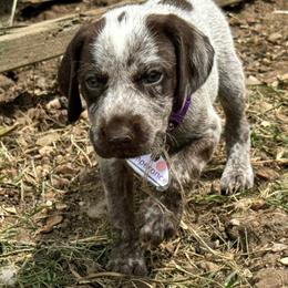 Temperance - German Shorthaired Pointer puppy from GSP Pointer Family