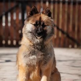 Yasmin - Nenets Herding Laika