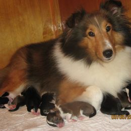 Shetland Sheepdogs from North Bay Shetland Sheepdogs
