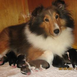 Shetland Sheepdogs from North Bay Shetland Sheepdogs