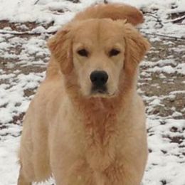 Golden Retrievers from Micin’s Retrievers