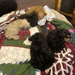 Schnoodle Puppies from Noodle Tings Puppies