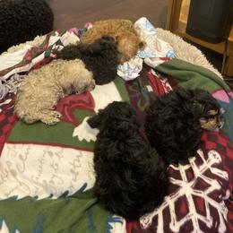Schnoodle Puppies from Noodle Tings Puppies