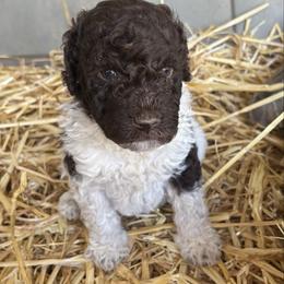 Okra - Chocolate male Labradoodle puppy in Somerset, California from Annie’s Animals