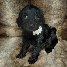 Scarlett - Black female Goldendoodle puppy in Eau Claire, Wisconsin from Fisher River Doodle's